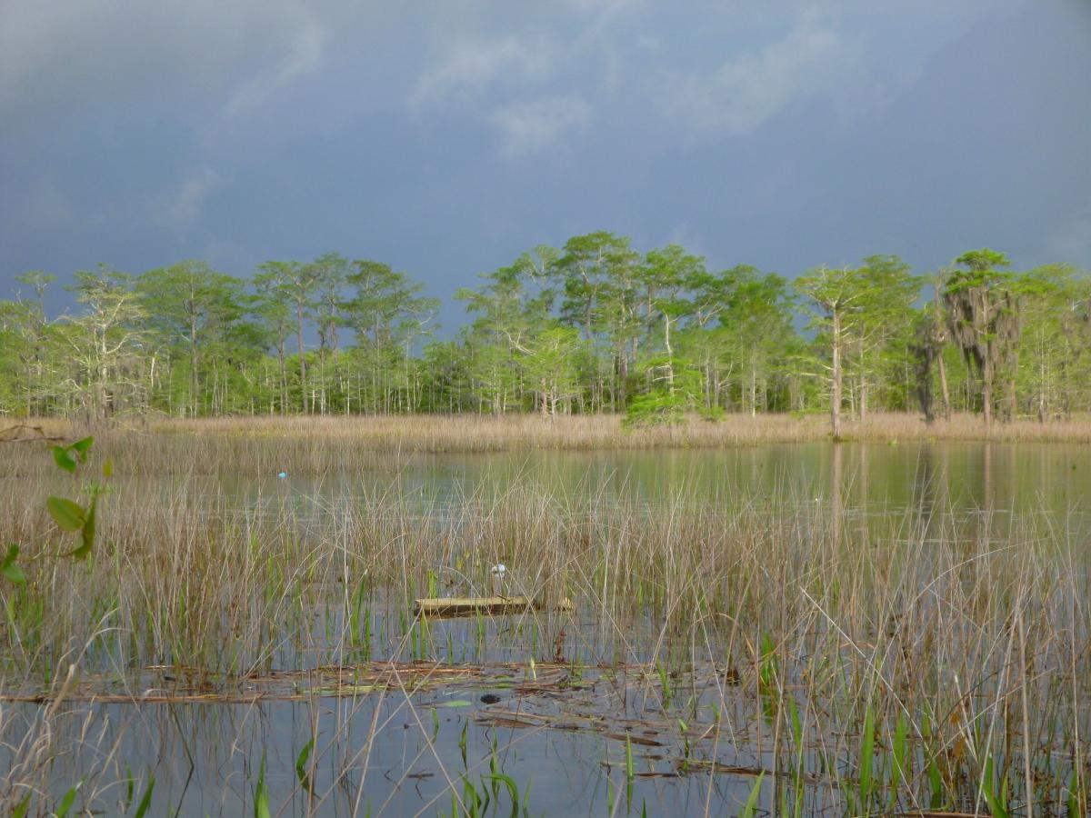 Marsh at bon secour